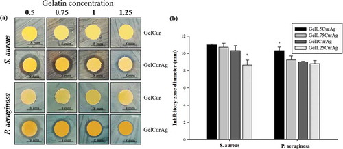 Figure 7. Images of (a) inhibition zone of GelCur and GelCurAg and (b) their measured inhibitory zones against S. aureus and P. aeruginosa.