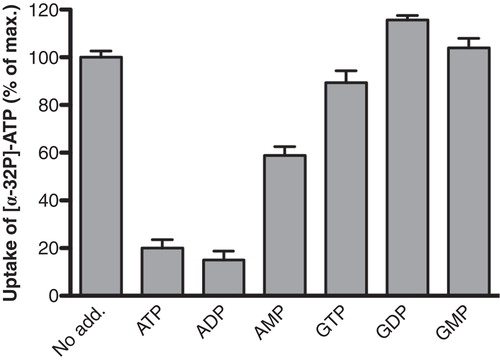 Figure 2. Effect of the nature of the nucleotide on [α-32P]ATP uptake into E. coli cells expressing hAAC1. IPTG-induced E. coli cells harboring plasmid MBP-hAAC1 were incubated in potassium phosphate buffer containing 10 μM labeled ATP. The uptake assay was performed in the absence or in the presence of 100 μM of non-labeled nucleotides and carried out for 30 min. The uptake was terminated by the addition of cold buffer and the samples were filtered. The rate of transport in the absence of additives (No add.) was set to 100%. The control nucleotide uptake (empty vector) was subtracted. Data are the mean of three independent experiments. The average values with standard deviation are shown.