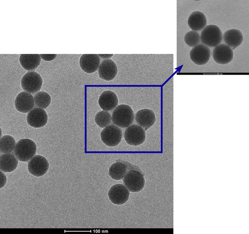 Figure 2. TEM images of bare silica nanoparticles.