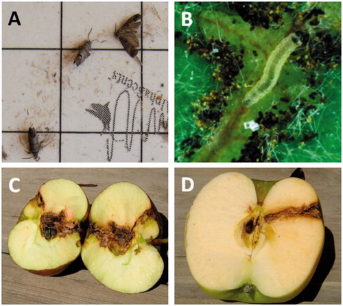 Figure 1. The codling moth and two examples of fruit damage caused by this pest. (A) The moths immobilized on the sticky board of monitoring trap. The wingspan of the moth equals approximately 2 cm. (B) Codling moth neonate larva, about 1.5 mm long, is the invasive stage. (C) Fruit damage caused by infestation early in the season. (D) Fruit damage caused by infestation late in the season, about 30 d before harvest.