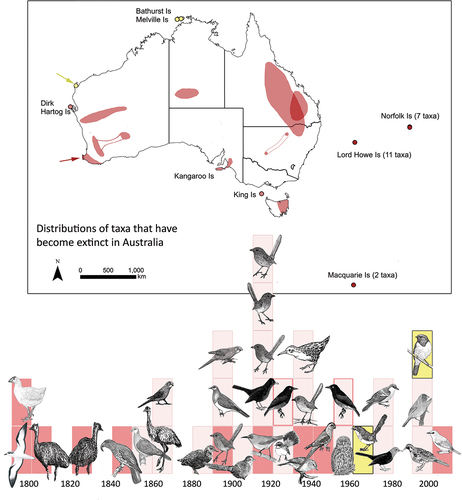 Figure 1. Upper panel: The former range of bird species and subspecies that have become extinct in Australia. The small distribution of the Western Rufous Bristlebird overlaps with that of the Western Australian Lewin’s Rail, and is therefore highlighted with a red arrow. Small islands are shown with a shaded dot to enhance visibility. Two possible extinctions, Tiwi Hooded Robin and Cape Range Rufous Grasswren are shaded yellow, and the distribution of the latter is further highlighted with a grey-yellow arrow. Lower panel: The timing of Australian bird extinctions (darker boxes indicate species; lighter boxes subspecies; yellow boxes the two possible extinctions).