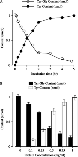 Figure 1 The hydrolysis of Tyr-Gly in striatum membrane preparations. (A) Time course of the contents of Tyr-Gly (○) and of its hydrolysis product Tyr (•) with 0.5 mg/mL protein. Each point represents the mean with S.E.M. of 5 independent experiments. (B) Protein concentration- dependence of the change in the contents of Tyr-Gly (▪) and Tyr (▪) in 2 h incubation period. Each column represents the mean with S.E.M. of 5 independent experiments. When the error bars are not shown, they are smaller than the symbol.