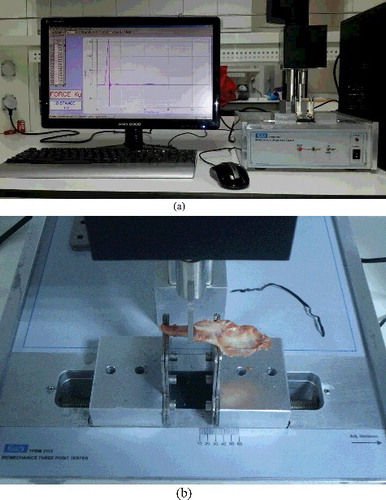 Figure 3. (a) Three-point bending test equipment; (b) mandibular bone before being fractured on the test equipment.