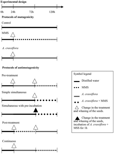 Figure 1. Treatments to evaluate the mutagenicity and antimutagenicity of A. crassiflora methanolic extract (ACME). Groups: negative control = distilled water 120 h; MMS = aqueous solution of methyl methanesulfonate; pre-treatment (48 h ACME + 48 h MMS), simultaneous simple (48 h distilled water + 48 h of association of ACME and MMS), simultaneous with pre-incubation (48 h distilled water + 48 h MMS with ACME pre-incubated for 1 h at 37 °C in the oven), post-treatment (48 h MMS + 48 h ACME), continuous (48 h ACME + 48 h MMS) without washing the seeds.