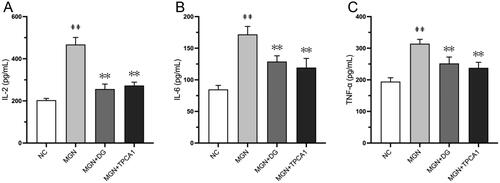 Figure 7. DG inhibits inflammatory cytokines secretion in MGN rats. (A) IL-2, (B) IL-6, (C) TNF-α. Data are expressed as the mean ± standard deviation (SD), n = 6. ##p < 0.01 vs. NC group. **p < 0.01 vs. MGN group. IL-2: interleukin-2; IL-6: interleukin-6; TNF-α: tumor necrosis factor-α; NC: normal control; MGN: membranous glomerulonephritis; DG: diosgenin; TPCA1: [(aminocarbony)amino]-5-(4-fluorophenyl)-3-thiophenecarboxamide.