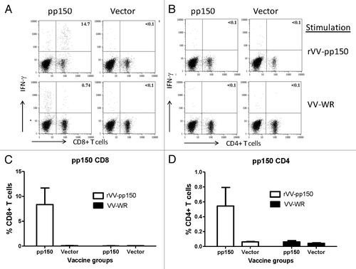 Figure 5. Induction of pp150 CD8+T lymphocytes and CD4+T cell lymphocytes following immunization with DNA pp150 vaccine alone. Representative analysis of intracellular cytokine staining assay on splenocytes stimulated with rVV-pp150 (top panel) and VV-WR (bottom panel) was shown for CD8+T cell population (A) and CD4+ T cell population (C). Numbers on the CD8+ and CD4+T–lymphocyte plots denote the percentage of the population expressing IFN-gamma (A and C). Lymphocytes gated on CD3+ T cells were further gated on CD8+ or CD4+ T lymphocytes. The levels of specific CD8+T cells in two immunization groups are demonstrated as percentage of IFN-gamma positive CD8+T cells (B) or IFN-gamma positive CD4+ T cells (D) in response to rVV-pp150 or VV-WR.