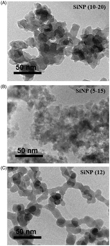 Figure 1. Transmission electron microscopy images of the amorphous SiNP particles. The images of (A) SiNP (10–20 nm), (B) SiNP (5–15 nm) and (C) SiNP (12 nm) are presented. Scale bars are indicated in the lower left corner of each image.