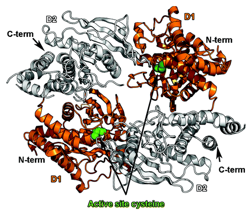 Figure 4. Dimerization of the tandem phosphatase regions of PTPRG. The antiparallel dimer of the tandem phosphatase region of PTPRG (PDB ID 2NLKCitation110) is shown as a ribbon diagram. The catalytically active D1 domains are colored orange, while the inactive D2 domains are colored white. Dimerization blocks access to a key cysteine residue in the active site (depicted as green spheres).