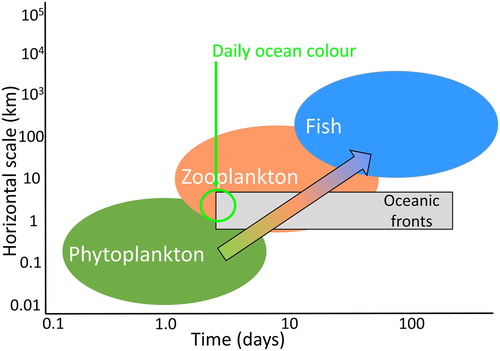 Figure 3.1.1. Schematic representation of time and space scales involved in the development of phytoplankton, zooplankton and fish. Productive fronts, which are areas of continuous primary production for weeks to months, are efficient vectors of energy from phytoplankton to medium-size zooplankton and appropriately tracked by daily ocean colour. This defines a high ecotrophic efficiency, i.e. a high proportion of the net annual production consumed by higher trophic levels.