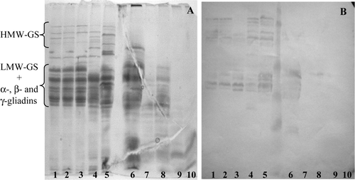 Figure 3.  (A) SDS-PAGE patterns of (1–5) native and (6–10) PT-digested endosperm proteins, and (B) their reactions with anti-FPGQQQPFPPQQP (P31–43) antiserum. The dicoccum wheat landraces analysed are (1, 6) Leonessa 1; (2, 7) Leonessa 4; (3, 8) Leonessa 5; (4, 9) Ersa 6 and (5, 10) Ersa 8.