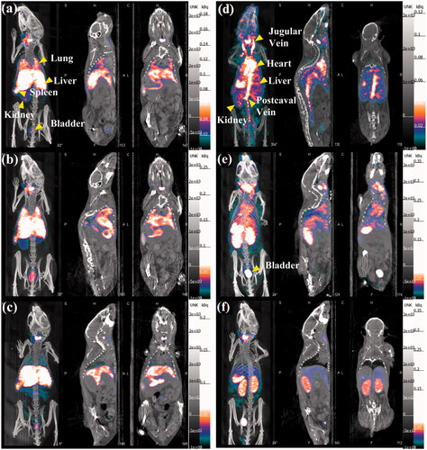 Figure 3. SPECT/CT images of a mouse lung, liver, and bladder at (a) 0.5 h, (b)1 h, and (c) 2 h post intravenous injection of 99mTc-Au-Ac-PENPs; SPECT/CT images of a mouse heart, liver, spleen, kidneys, postcaval vein, and bladder at (d) 0.5 h, (e)1 h, and (f) 2 h post intravenous injection of 99mTc-Au-Gly-PENPs.