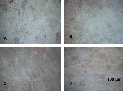 Figure 4. Reflectance microscope image of bovine bone slices. Bone resorption pits appeared as a dark shade on the gray scale. Images were taken (A) at day 12 in the control group, (B) at day 12 in the particle-stimulated precursor osteoclasts, (C) at day 12 in the particle-stimulated mature osteoclasts, and (D) at day 12 in the particle-stimulated end-stage osteoclasts (200× magnification).