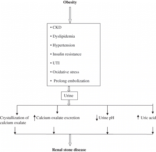 Figure 1. Possible mechanism of how obesity may induce renal stone disease.Note: CKD, chronic kidney disease; UTI, urinary tract infection.
