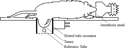 Figure 3. Schematic representation of the placement of the sc implanted 9L-gliosarcoma tumour into the dual tuned slotted tube resonator with an external reference placed near the tumour inside the coil.