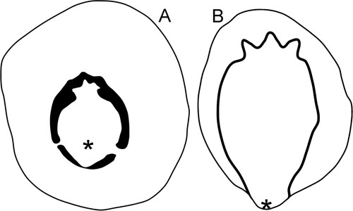 Figure 4. Drawings of the muscle attachment scars on internal moulds of the holotype of Eesticonus aariensis (A) and a paratype (NM L 5903) of Archinacellina modesta (B), the latter based on Peel & Horný (Citation1999, fig. 10A). Specimens are oriented as gastropods, with the anterior uppermost. Asteriscs locate position of shell apex.