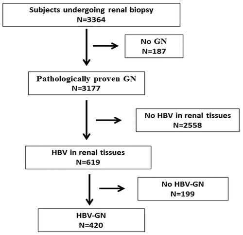 Figure 1. The study flowchart. GN: glomerulonephritis; HBV, hepatitis B virus; MN: membranous nephropathy.