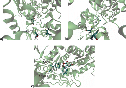 Figure 2.  Binding site of: (a) l-GM, (b) d-DFB, (c) l-DFB on the RacE1 isoform, with two principal amino acid residues. Carbon atoms are colored cyan; oxygen atoms, red; nitrogen atoms, blue; sulfur atoms, yellow for enzyme active site.