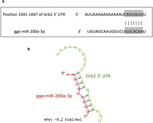 Figure 2. Prediction of targeting relationship between gga-miR-200a-3p and Grb2. (a) Sequence alignments of gga-miR-200a-3p and the target site in the 3’ UTR of Grb2. (b) Secondary structure of the RNA duplex of gga-miR-200a-3p targeting Grb2 3’ UTR target site respectively (Red: Target sequence; Green: gga-miR-200a-3p).