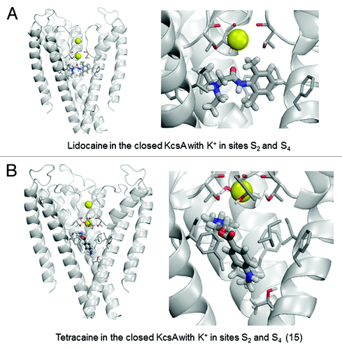 Figure 7. Examples of energy-minimized complexes of lidocaine (A) and tetracaine (B) with closed KcsA (PDB entry 1J95) and K+ ions at sites S2 and S4. Right panel of (B) shows detailed enlargement of tetracaine, which forms H-bonds with Thr75 and Thr107.