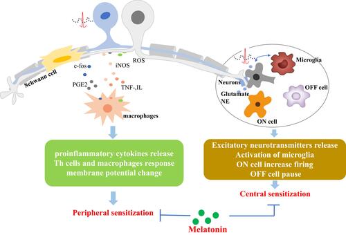 Figure 2 Schematic diagram of the primary mechanisms of melatonin and its analogs on neuropathic pain management.Abbreviations: PGE2, prostaglandin E2; iNOS, inducible nitric oxide synthase; TNF, tumor necrosis factor; IL, interleukin; NE, norepinephrine.
