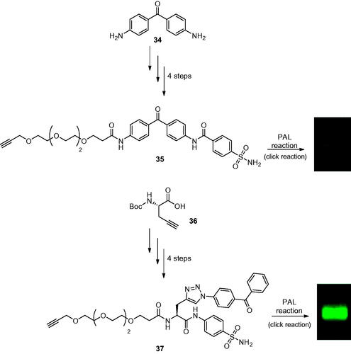 Scheme 11. Synthesis of linear PAL probes 35 and of the branched PAL probes 37 labelling hCA II with fluorescence band.