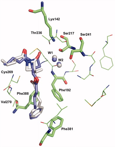 Figure 8. Binding mode 3-2 W of 1a and 2a in the active site of hFAAH. Hydrogens were removed for clarity.