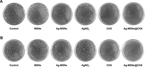 Figure 7 Synergistical antibacterial effect of Ag-MSNs@CHX.Note: Photographs of LB-agar plates coated with (A) S. aureus and (B) E. coli when supplemented with Ag-MSNs@CHX, CHX, AgNO3, Ag-MSNs, and MSNs, respectively.Abbreviations: Ag-MSNs@CHX, chlorhexidine-loaded, silver-decorated mesoporous silica nanoparticles; LB, lysogeny broth; S. aureus, Staphylococcus aureus; E. coli, Escherichia coli; CHX, chlorhexidine; Ag-MSNs, silver-decorated mesoporous silica nanoparticles; MSNs, mesoporous silica nanoparticles.