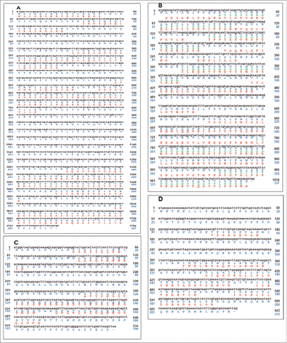 Figure 2. Comparison of deduced amino acid sequences of bacteriophage φEf11 gene products with amino acid sequences of peptides detected in MS analysis of SDS-PAGE-separated bacteriophage φEf11(Δ61-65, FL1C39-44) virion proteins. Black lettering is the ORF DNA base sequence, Blue lettering is the deduced gene product amino acid sequence, Red or Green lettering is the amino acid sequence of the peptides detected by MS analysis of the material in the bands seen in the SDS-PAGE-separated φEf11(Δ61-65, FL1C39-44) virion proteins. (A) ORF23/SDS-PAGE Band 2 protein. (B) ORF10/Bands 6 and 8 proteins (Green is SDS-PAGE band 6 material, Red is SDS-PAGE band 8 material). (C) ORF15/Band 10 protein. (D) ORF8/Band 11 protein.