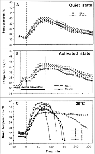 Figure 4. Changes in brain (NAcc) and temporal muscle temperatures induced by methamphetamine (9 mg/kg, sc) under quiet resting conditions at standard ambient temperatures (A), during social interaction with female (B, activated conditions) and at moderately warm ambient temperatures (29°C). (A, B) show mean (±SEM) changes in absolute temperatures and (C) shows individual temperature responses in all tested rats. As can be seen, 4 of 6 rats tested died during the experimental session and one more rat (No 1) died overnight.