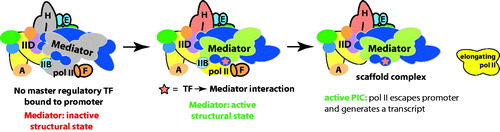 Figure 12. A model for TF-dependent “post-recruitment” activation of a fully assembled but latent PIC. In the absence of a key TF, a PIC may occupy the promoter, but pol II remains largely inactive or paused. Upon TF binding to the promoter, it interacts with Mediator and triggers a structural shift in the complex, which activates the PIC and allows pol II to escape the promoter region and transition to a productively elongating state. Part of this process could involve functional synergy between Mediator and pausing/elongation factors such as DSIF, Gdown1/POLR2M or the SEC. (see colour version of this figure online at www.informahealthcare.com/bmgwww.informahealthcare.com/bmg).
