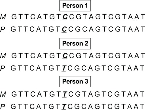 Figure 1 Normal genetic variation in DNA bases. Single nucleotide polymorphisms are normal nucleotide variations inherited from parents. There is a common C allele at a specific site of a gene whereas some individuals carry a variant allele T at that specific site. The individuals in the population will have three genotypes. Person 1 has inherited a C allele from mother (M) at that specific site whereas a C allele from the father (P). Therefore, this person is a C/C homozygote for this specific site. Person 2 has a maternal C and a paternal T and is heterozygote while person 3 carries two variant alleles T (inheriting a maternal T allele and a paternal T allele) at this site and is therefore a “variant homozygote” in the population.
