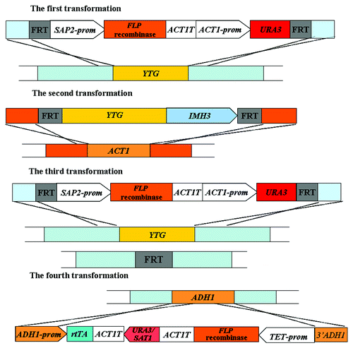 Figure 7. Strategy of the “Tet-On” system used to induce the deletion of essential genes.Citation54 YTG, your target gene; prom, promoter region given for gene; T, termination sequence of given gene.