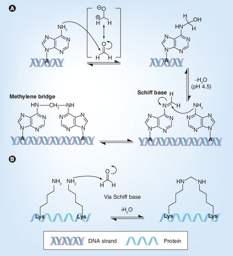 Figure 1. Reaction mechanism of formaldehyde with either DNA/RNA or amino acids.Reaction with (A) DNA or RNA (adenine) and, in a similar fashion, (B) amino acids (e.g., lysine) of proteins with a primary amine group: monohydroxy methylation and methylene bridge formation.A: Adenine; Lys: Lysine.