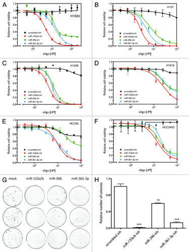 Figure 3. miR-133a/b, miR-361-3p, and miR-346 inhibitors show general inhibitory effects on cell viability in lung cancer cell lines. (A–F) Cell viability as a function of the concentration of the miRNA inhibitors. Cells were transfected with different concentrations of the indicated miRNA inhibitors or control oligos. After 120 h, cell viability was measured as described above. (G) Colony formation assay as a function of miRNA inhibitors in H1993 cells. Treatments were conducted in triplicate. (H) Quantification of the number of colonies for the colony formation assay. ** P < 0.01; *** P < 0.001.