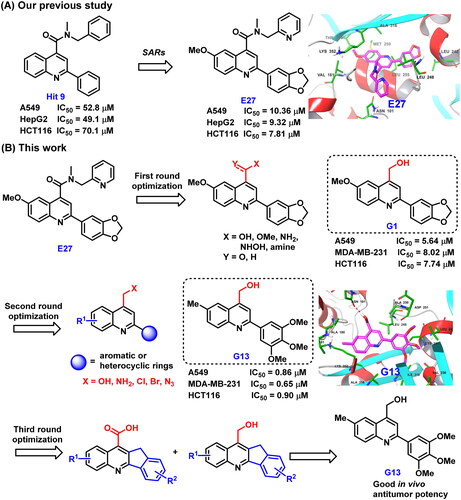 Figure 2. (A) Our previous study identified 2-aryl-4-amide-quinoline derivatives as the novel colchicine binding site inhibitors. (B) Rational drug design and structural optimisation were performed to identify analogue G13 displaying potent antitumour activity.