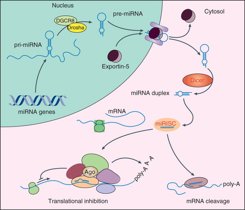 Figure 1. MicroRNA (miRNA) biogenesis. The transcription of miRNA genes by RNA polymerase II (Pol II) results in primary miRNA transcripts (pri-miRNAs), which are then cleaved in the nucleus by a complex of Drosha and DGCR8. The resulting precursor miRNA hairpin (pre-miRNA) is exported into the cytosol in an exportin-5-dependent pathway and further processed by the RNase dicer to an intermediate miRNA duplex. The leading strand is then loaded into the (mi)RNA-induced silencing complex (mi)RISC, whereas the second strand subjected to degradation. The strand selection depends on the thermodynamic characteristics of the miRNA duplex. The (mi)RISC complex is guided to target mRNAs sequences that are located within the 3′ untranslated regions (3′UTRs) of the mRNA. Following these reactions, the mRNA is targeted by translational repression and/or degradation.