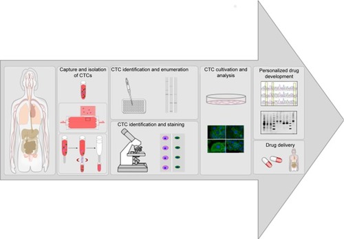 Figure 2 Workflow of patient-derived CTCs for CTC analysis, drug-resistance detection, and personalized drug-delivery systems.Notes: Patients’ blood samples are screened and potential CTCs captured and isolated. Potential CTCs can be enumerated, determined, and stained or cultivated for further analysis. CTC culture can be used for drug-resistance detection and personalized drug development, thereby increasing patient-survival rates.Abbreviation: CTCs, circulating tumor cells.