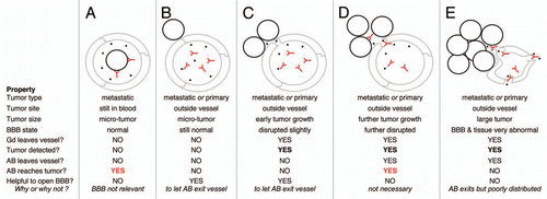 Figure 3 A varied role for the BBB. Possible relationships among tumor (black circles), gadolinium (Gd, black dots), antibody (AB, Y shapes), blood vessels (grey) and the blood-brain barrier (BBB), under different conditions of tumor growth are depicted.