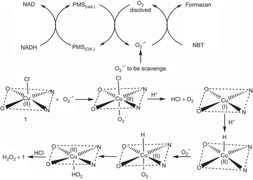 Figure 6.  Oxygen radical production by NBT/NADH/PMS system and its scavenging; Proposed mechanism for superoxide dismutase-like activity of complex checked in NBT/NADH/PMS system.