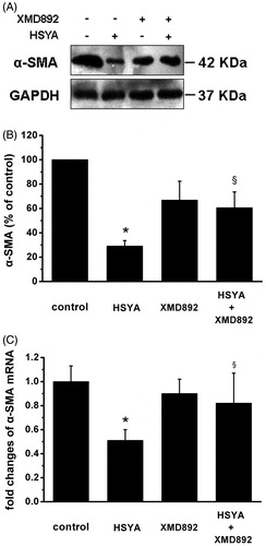 Figure 4. HSYA suppresses α-SMA gene expression in culture-activated HSC. Culture-activated HSC, after serum-starvation for 24 h, were treated with HSYA (30 µM), XMD 8–92 or combination of HSYA and XMD 8–92 for 48 h, then cell were harvested. (A) HSC lysates were then subjected to Western blotting to evaluate α-SMA and blots were reprobed with antibody against GAPDH to assure equal sample loading. The blots shown are representatives of three independent experiments with similar results. (B) The density of bands representing α-SMA was quantified by densitometric scanning from three independent experiments. (C) Total RNA extracted from culture-activated HSC was used to determine mRNA expression of α-SMA by real-time PCR and normalized to the expression of GAPDH. Results represent means ± SD of three separate experiments. Significance is defined as follows: *p < 0.05 compared with control; §p < 0.05 compared with cells treated with HSYA alone by ANOVA.
