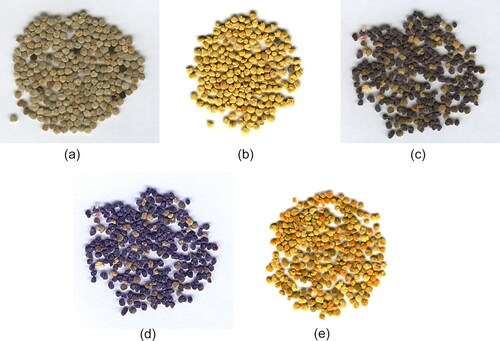 Figure 29. Photos to illustrate the variety of colors of pollen loads of different species of plants: (a) gray – Vicia faba; (b) lemon yellow – Brassica napus; (c) dark gray – Papaver rhoeas; (d) blue – Phacelia tanacetifolia; (e) mixed yellow pollen – mixed pollen from fruit trees (Prunus, Pyrus, Malus) and bright orange – Taraxacum officinale.