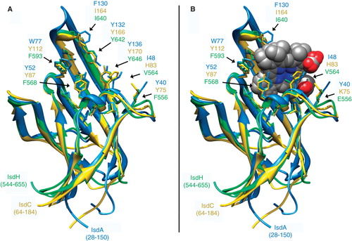 Figure 7. Structure of NEAT-domains. Three protein domains (IsdA, isdC, IsdH are blue, yellow and green, respectively), aligned by the MATCH algorithm of CHIMERA (UCSF), are illustrated in ribbon format with ligand contact residues (noted in Figure 6) displayed in stick form, in the absence (A) and presence (B) of Hn. This Figure is reproduced in color in the online version of Molecular Membrane Biology.