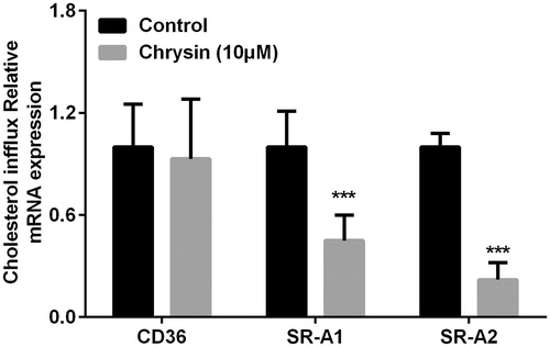 Figure 7. Chrysin regulates transcription of CD36, SR-A1, and SR-A2 in RAW264.7 macrophages. mRNA levels were quantified by real-time PCR using specific primers. Values represent mean ± SD. Results are representative of three different experiments. ***p < 0.001 versus the control group.