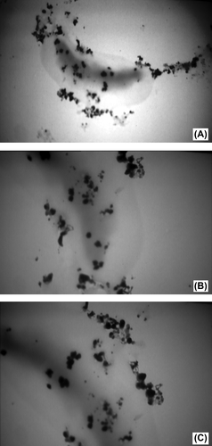 Figure 8. TEM micrographs of the NPs produced 24 h after the start of AgNO3 (1 mM) reduction using freshly cultured S. cerevisiae. The micrograph is focused on disintegration of the yeast by NPs.