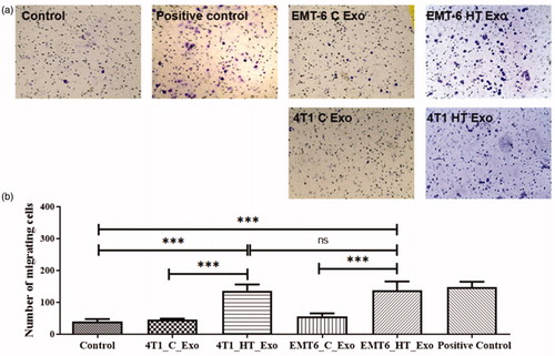 Figure 4. (a) Bright-field images of transwell migration of RAW 264.7 cells upon treatment with LPS (positive control), EMT-6 control exosomes, EMT-6 exosomes posthyperthermia treatment, 4T1 control exosomes, and 4T1 exosomes posthyperthermia treatment. (b) Transwell migratory profile of RAW 264.7 macrophages upon treatment with LPS (positive control), EMT-6 control exosomes, EMT-6 exosomes posthyperthermia treatment, 4T1 control exosomes, and 4T1 exosomes posthyperthermia treatment. Each bar represents the mean ± standard error (n = 3). One-way ANOVA followed by Tukey’s test was used for comparing data between groups, where *** indicates p < 0.001 between bracketed groups.