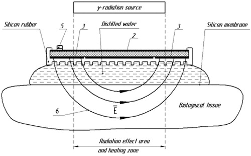 Figure 2. Schematic drawing of applicator antenna cross-section. Microstrip antenna consisting of dielectric substrate (1), ground conductor (2), plate (3), strip line (4), input coaxial connector (5), and resulting electric field lines (6).