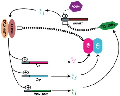 Figure 1 The clockwork mechanism. The molecular circadian model is comprised of interlocking transcriptional and translational feedback loops. CLOCK:BMAL1 or NPAS2:BMAL1 heterodimerize at the beginning of the light cycle and activate gene transcription of perCitation1‐3, cryCitation1‐2 and rev‐erbα. PER/CRY complex can feedback on transcription factors and inhibit their expression—once nuclear levels of PER/CRY drop, the cycle is restarted. Oscillations of bmal1 are generated by opposing actions of REV‐ERBα and RORα, which inhibits or activates transcription. (Adapted with permission from Lakin‐Thomas Citation8.)