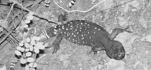 Fig. 1.  Guatemalan Beaded Lizard in the wild.