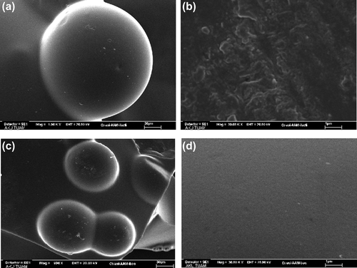 Figure 3. SEM micrographs of (a) dried paracetamol-loaded microsphere at 1500x, (b) surface of the dried paracetamol-loaded microsphere at 30,000x, (c) dried empty microsphere at 960x, and (d) surface of the empty microsphere at 30,000x.