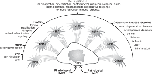 Figure 1. Schematic representation of the HSP response and the implications of these proteins in cell functions. The numerous roles of this superfamily of proteins may explain that, during evolution, gene duplication appeared as a mode of adaptation providing the cells with the functionality of the HSP. HSFs: Heat Shock Factors.